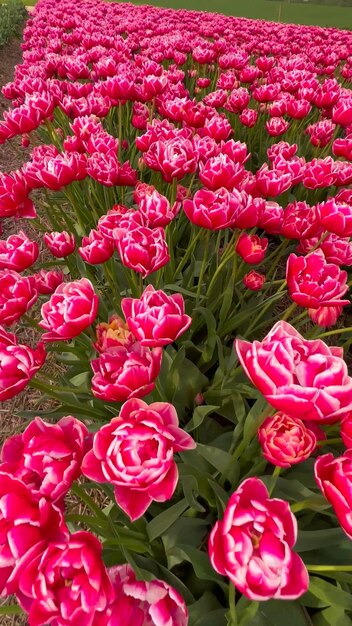 Campi di tulipani colorati in fiore in una giornata nuvolosa nei Paesi Bassi