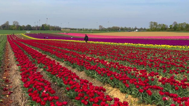 Campi di tulipani colorati in fiore in una giornata nuvolosa nei Paesi Bassi