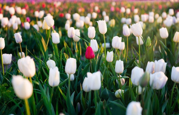 Campi di tulipani nei Paesi Bassi Tulipani in fiore in primavera Fiori come sfondo Sfondo naturale