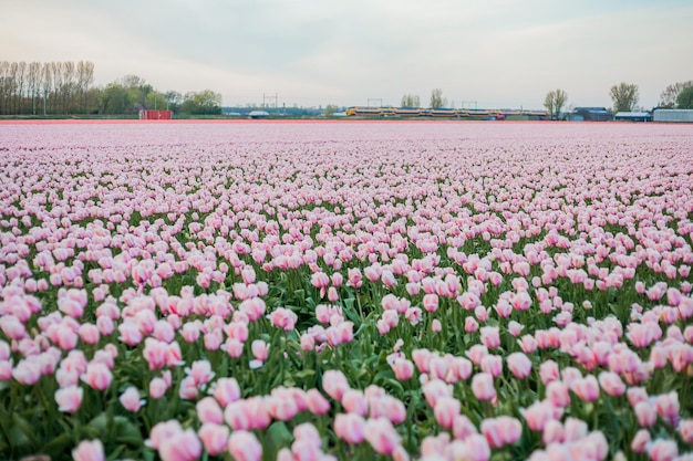 Campi di tulipani olandesi rosa al tramonto Village Europe Tulipani in fiore