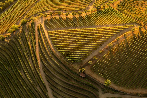 Campi di vigneti verdi in campagna