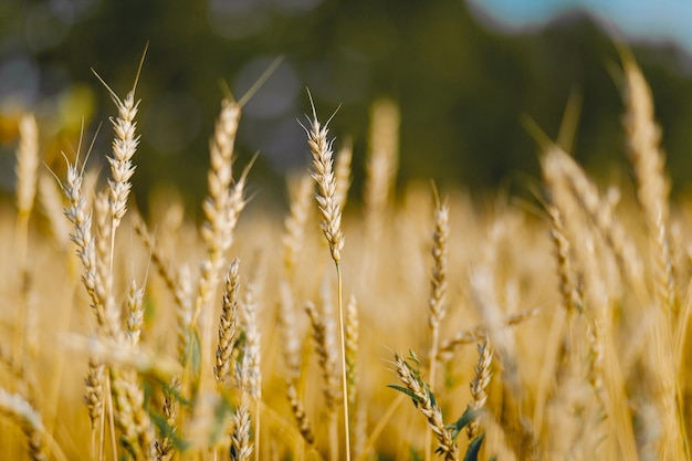 Campi dorati agricoli con il primo piano delle spighette di grano. Sfondo estivo sfocato di un raccolto in crescita.