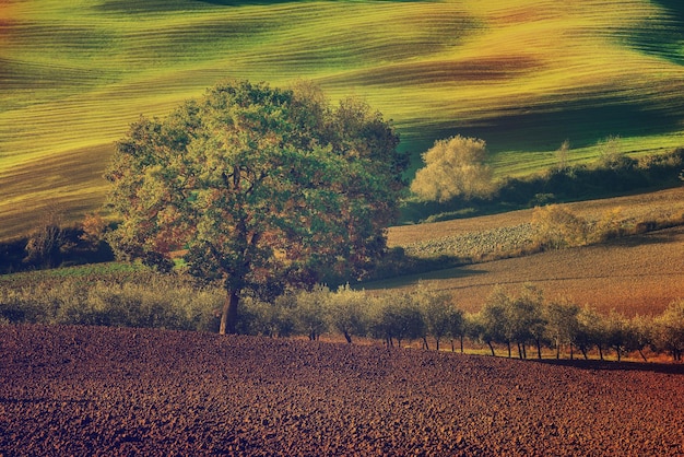 Campi e alberi toscani