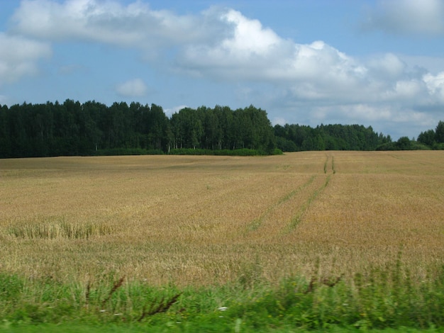 Campi e foreste in Lituania