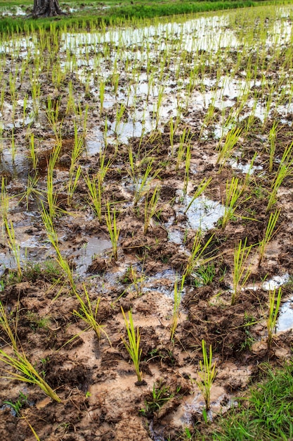 Campi e piantine di riso