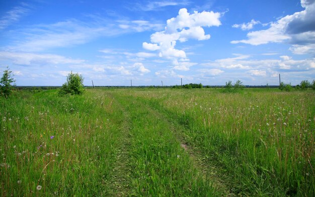 Campi estivi panoramici