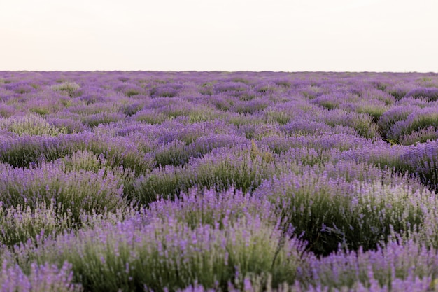 Campi fioriti di lavanda in Moldavia