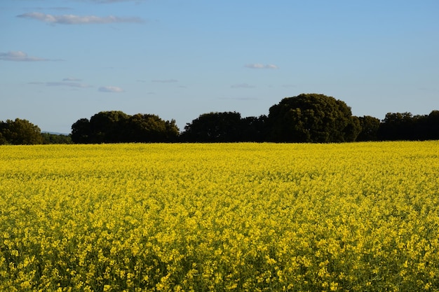 Campi gialli di fiori di canola con alberi sullo sfondo