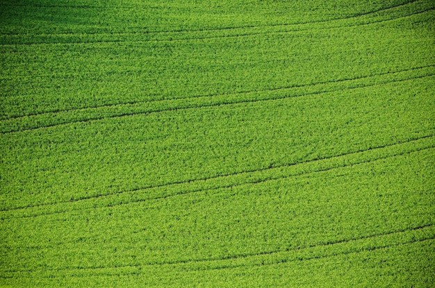 Campi in erba verde adatti per sfondi o sfondi, paesaggio naturale stagionale. Moravia meridionale, Repubblica Ceca