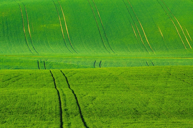 Campi ondulati di erba verde con tracce adatte a sfondi o sfondi naturali del paesaggio stagionale