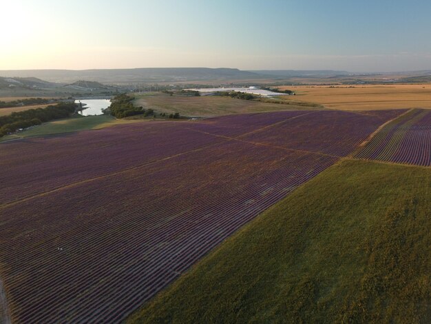 Campi profumati di lavanda in file infinite con fiori in fiore vista aerea drone campo viola contro