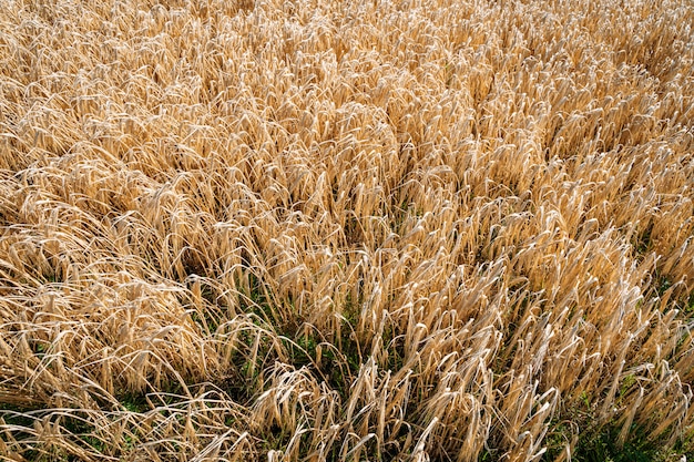 Campi rotolanti dorati di grano con il chiarore del sole