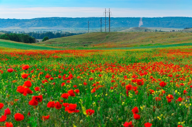 Campi selvaggi di papaveri rossi in Crimea