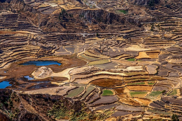 Campi terrazzati nel Canyon Colca