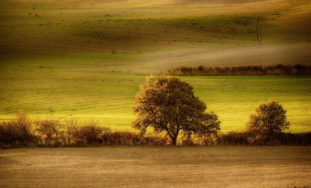 Campi toscani e alberi in una bellissima valle naturale paesaggio all'aperto sullo sfondo della luce del tramonto