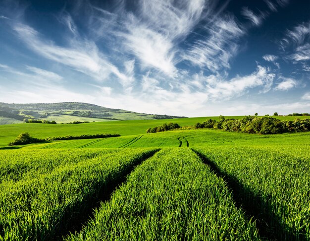 Campi verdi della Moravia