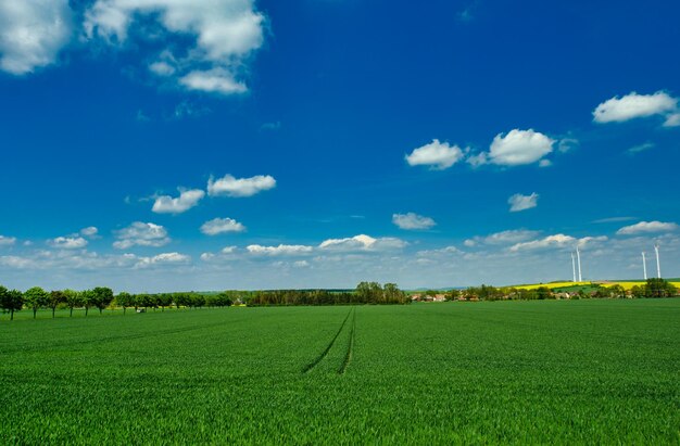 Campi verdi di grano giovane su una molla