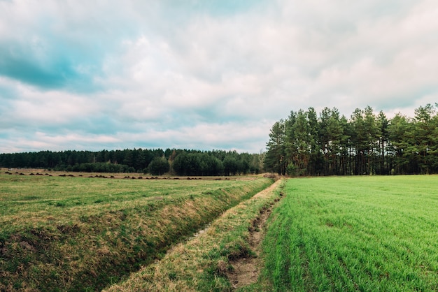 Campi verdi di primavera in Bielorussia. Paesaggio al tramonto. Natura di erba di prato campagna all'aperto.