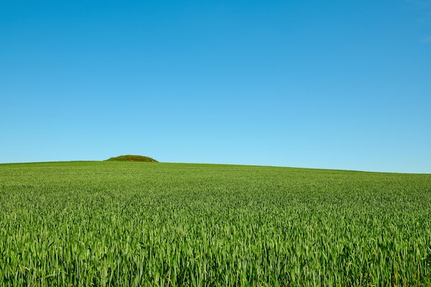 Campi verdi e cielo blu in primavera Terreni agricoli in primavera un sacco di spazio per la copia