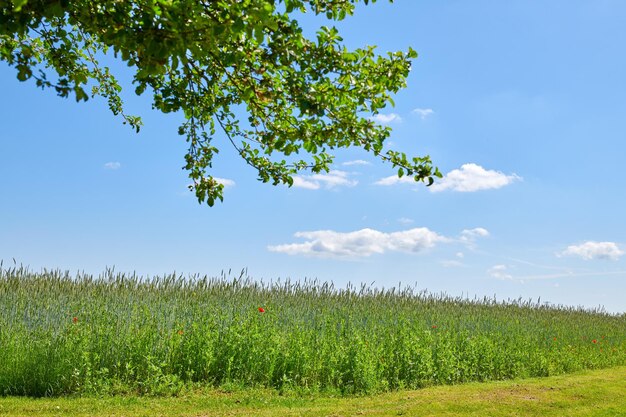 Campi verdi e cielo blu in primavera Terreni agricoli in primavera un sacco di spazio per la copia