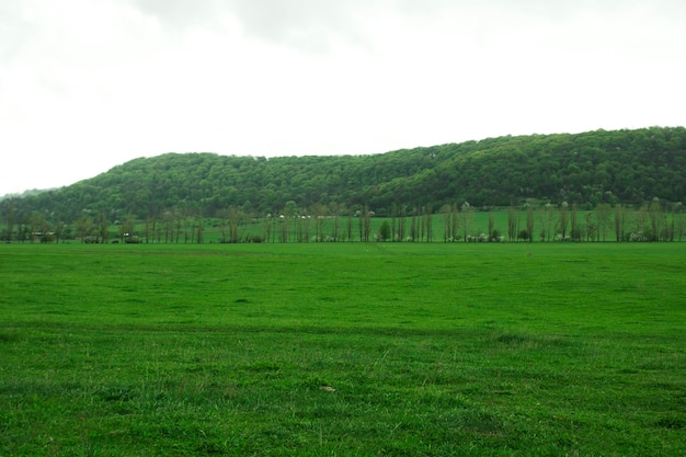 Campi verdi e foreste su una collina durante il giorno