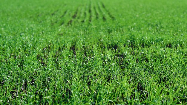 Campi verdi in primavera. Giovani germogli di raccolti. Primi germogli di primavera, profondità di campo ridotta.