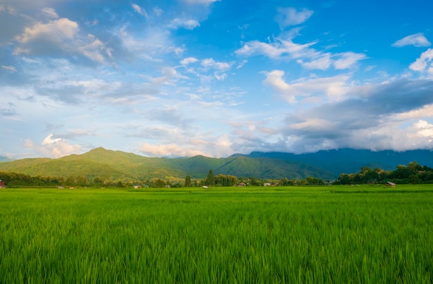 Campi verdi nella stagione delle piogge e cielo blu bellissimo scenario naturale