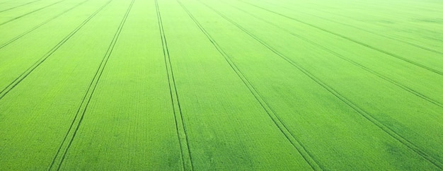 Campi verdi primaverili seminati con colture agricole. Vista drone.