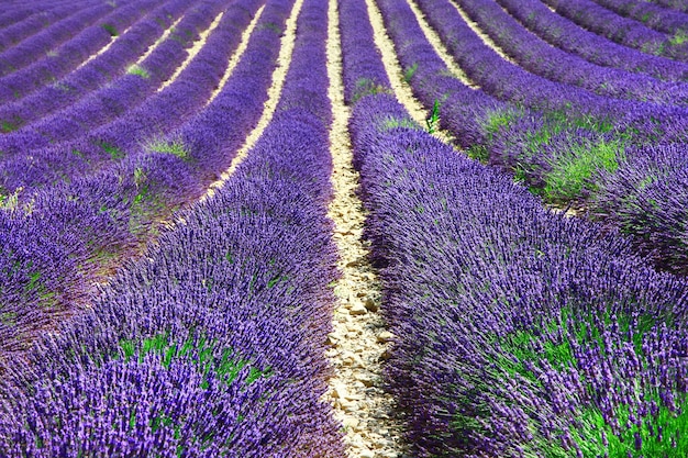 Campi viola di fiori di lavanda in fiore in Provenza, Francia