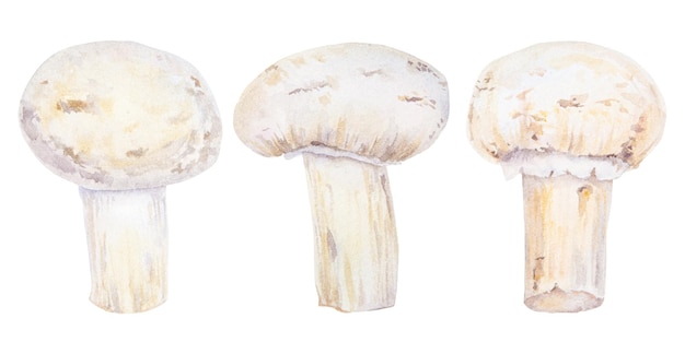 Campignon Acquerello disegnato a mano Illustrazione Clip art schizzo di funghi per menu bar ristorante libro di cucina etichetta imballaggio di prodotti freschi prodotti vegani negozi di verdure allevamenti di funghi