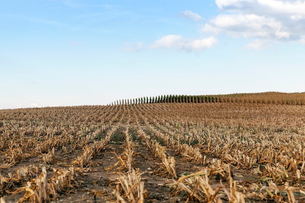 Campo agricolo, che ha raccolto il raccolto di mais maturo, smussato steli ingialliti di una pianta vicino, la stagione autunnale, cielo blu,