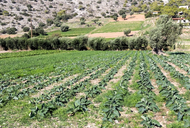 Campo agricolo Coltivazione di cavoli in una giornata di sole autunnale