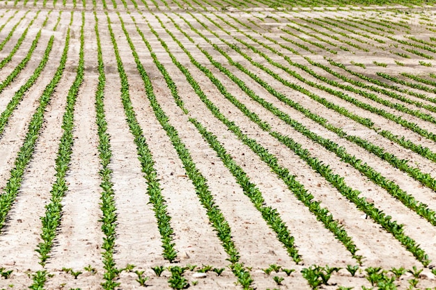 Campo agricolo con barbabietola rossa