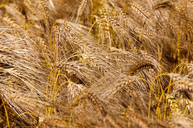 Campo agricolo con cereali gialli maturi