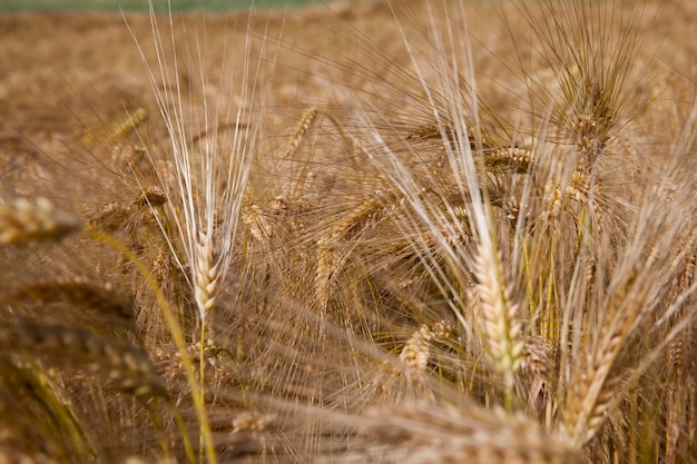 Campo agricolo con cereali gialli maturi