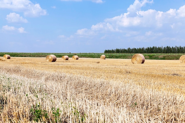 Campo agricolo con cereali