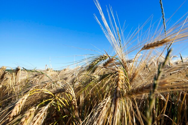 Campo agricolo con cereali