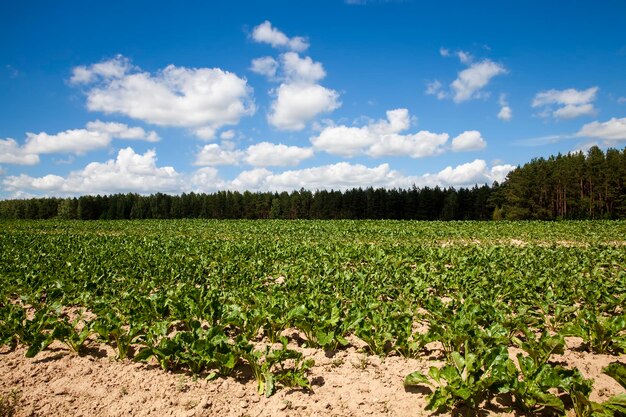 Campo agricolo con coltivazione di barbabietola da zucchero per la produzione di zucchero