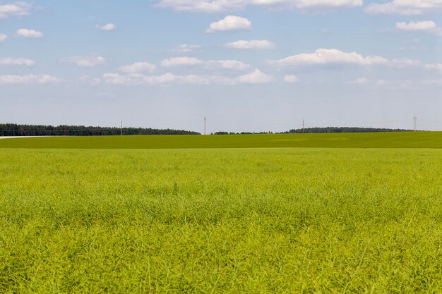 Campo agricolo con colza appassita