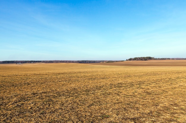 Campo agricolo con erba ingiallita che muore nella stagione autunnale. Foto del paesaggio, cielo blu sullo sfondo