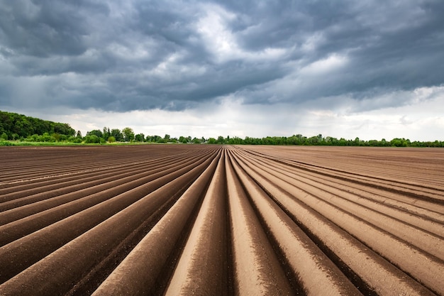 Campo agricolo con filari pari in primavera