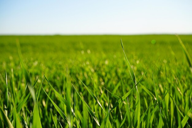 Campo agricolo con giovani germogli di grano verde brillante paesaggio primaverile in una giornata di sole sullo sfondo del cielo blu