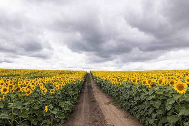 Campo agricolo con girasoli gialli contro il cielo con nuvole Tramonto d'oro