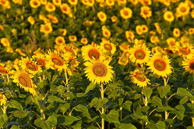 Campo agricolo con girasoli gialli Scena rurale estiva di mattina Produzione di olio Bielorussia