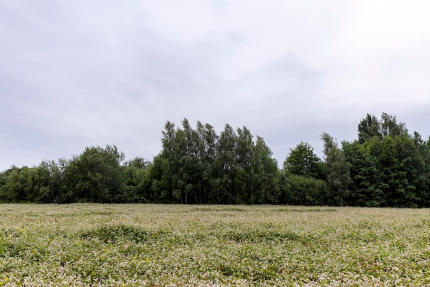 Campo agricolo con grano saraceno in fiore con tempo nuvoloso