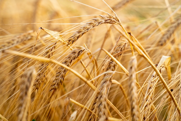 Campo agricolo con grano