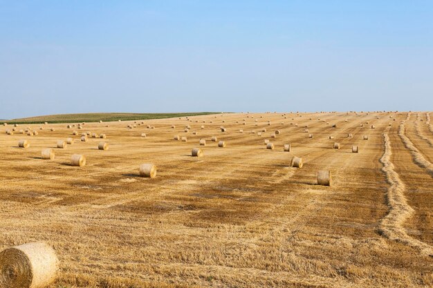 Campo agricolo con grano