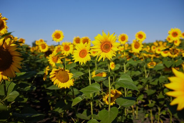 Campo agricolo con i girasoli gialli di fioritura contro il cielo blu