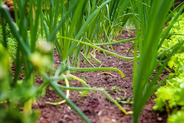 Campo agricolo con insalata di lattuga a foglia verde e cipolla sul letto del giardino in campo vegetale