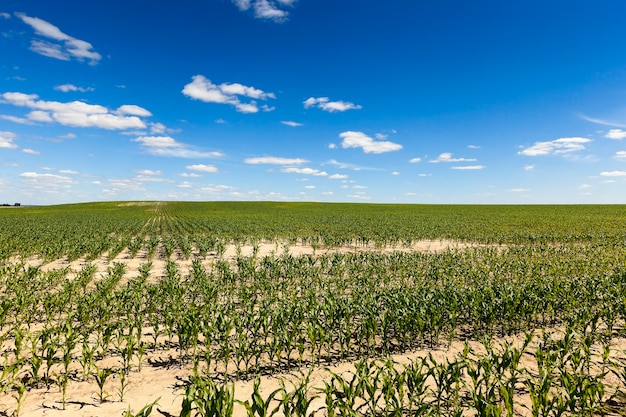 Campo agricolo con mais immaturo verde